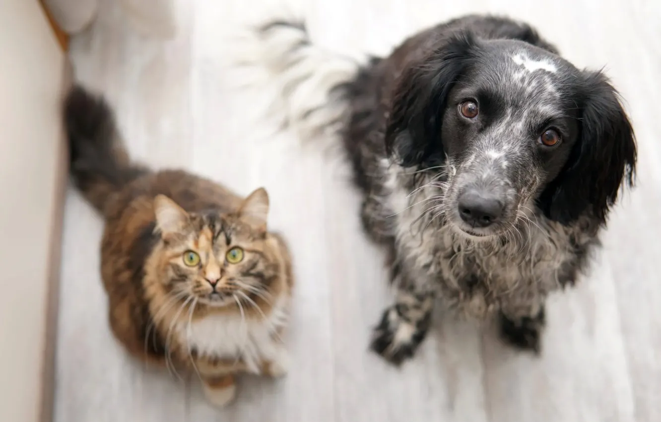 Photo wallpaper cat, cat, look, face, each, dog, floor, a couple