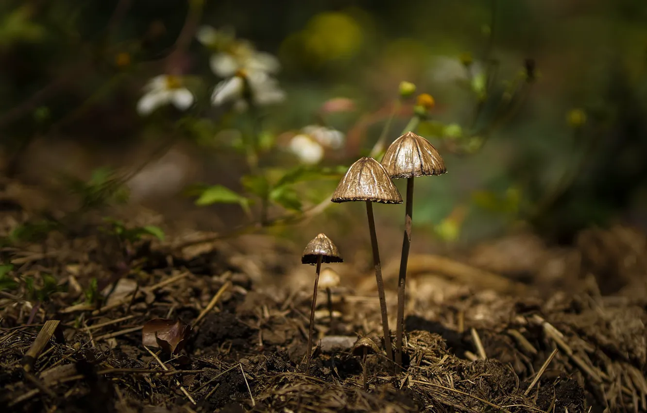 Photo wallpaper forest, mushrooms, bokeh