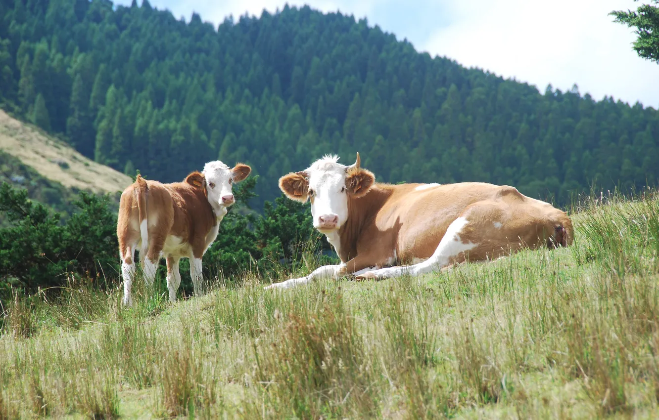 Photo wallpaper forest, hills, cows