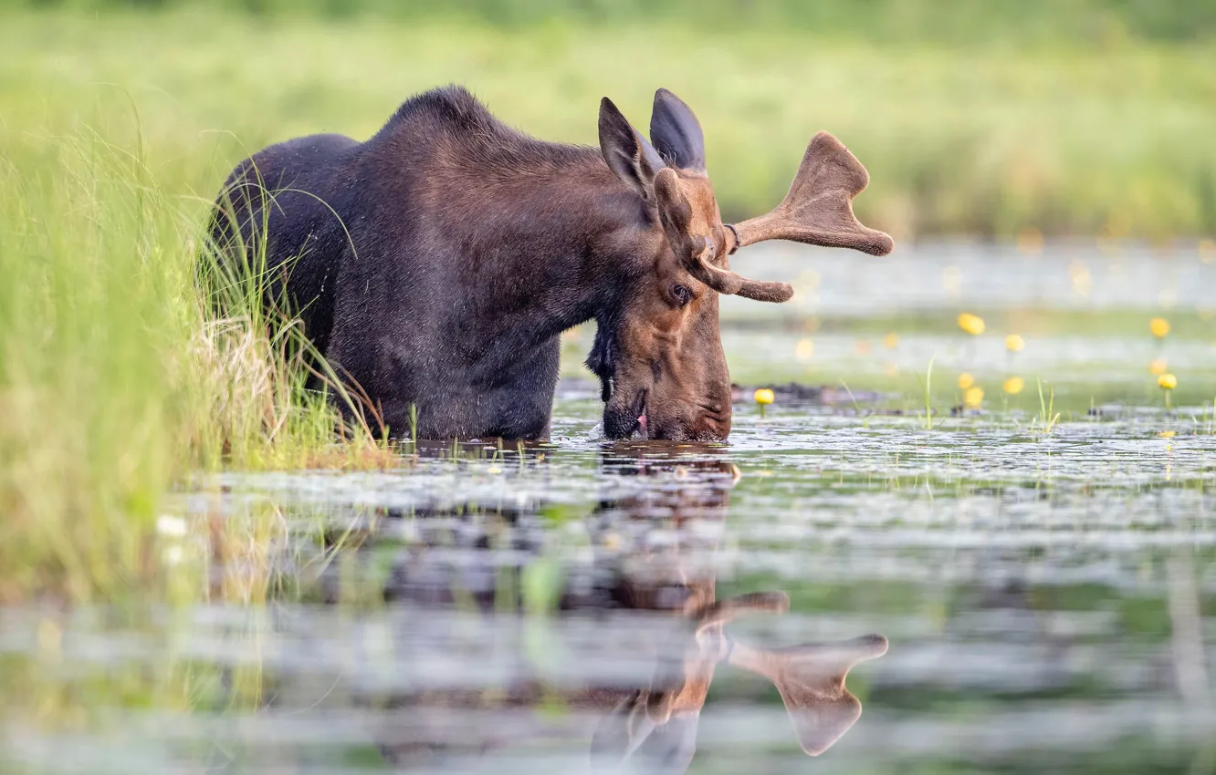 Photo wallpaper summer, grass, look, face, water, flowers, reflection, shore