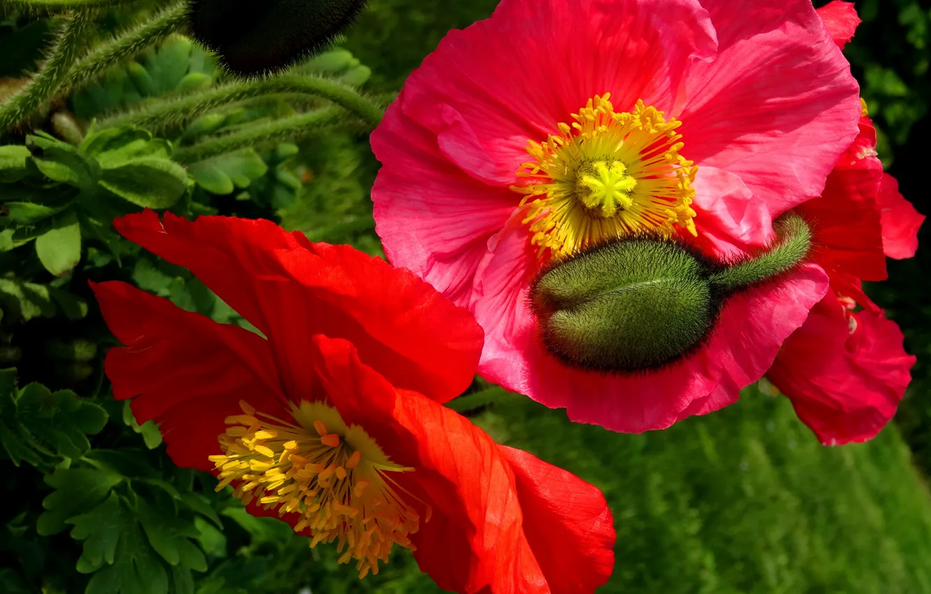 Photo wallpaper macro, Maki, buds