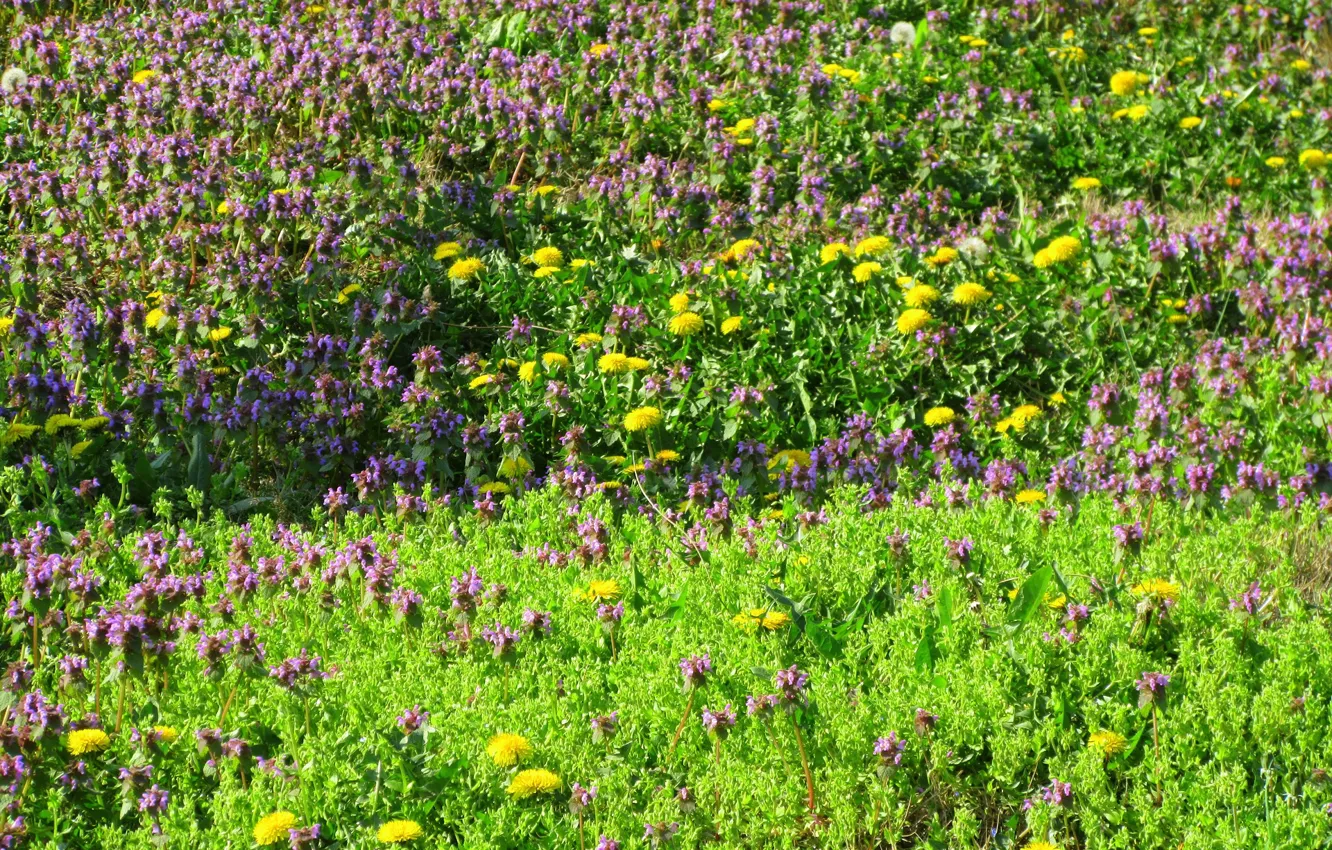 Photo wallpaper flowers, meadow, dandelions, spring 2018, Mamala ©