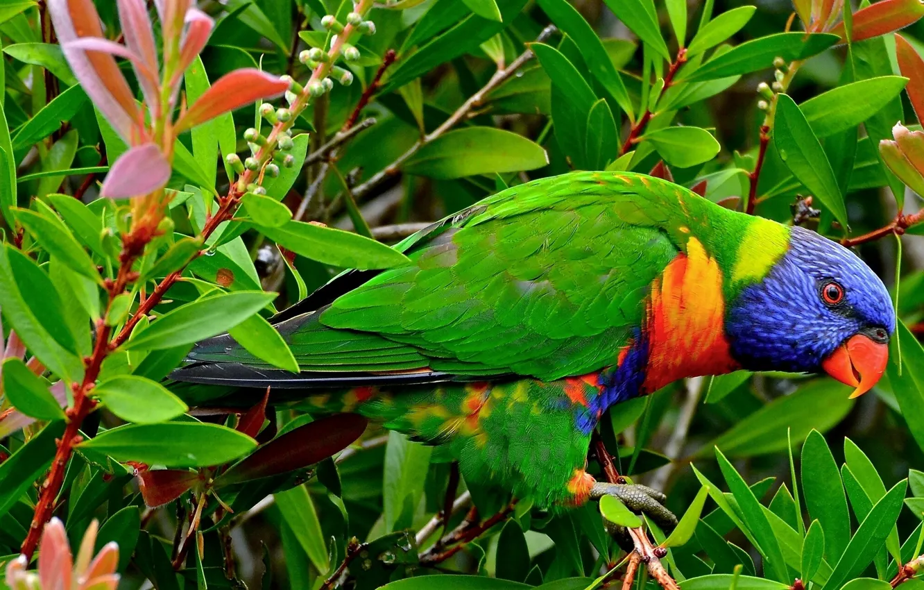 Photo wallpaper leaves, branches, bird, parrot, Multicolor lorikeet