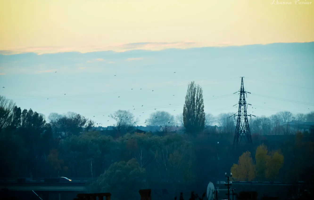 Photo wallpaper autumn, the city, bird, the evening, gloomy