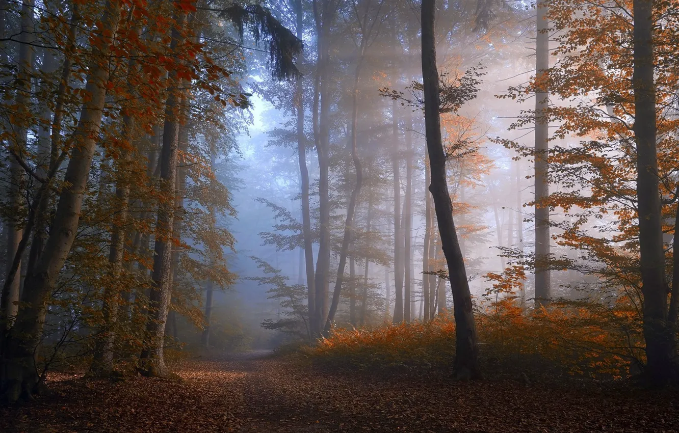 Photo wallpaper road, autumn, forest, trees, nature, fog