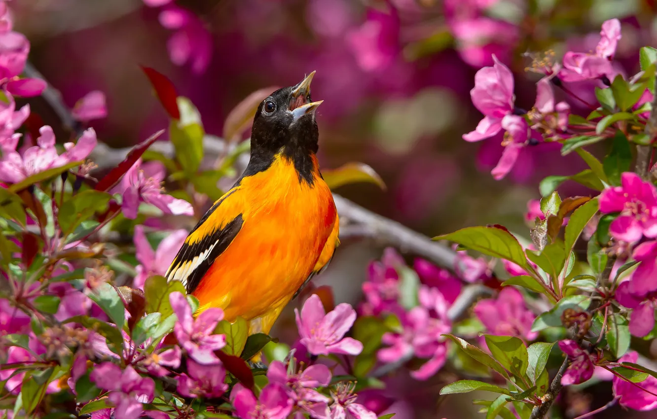 Photo wallpaper flowers, branches, bird, spring, pink, Apple, flowering, Oriole