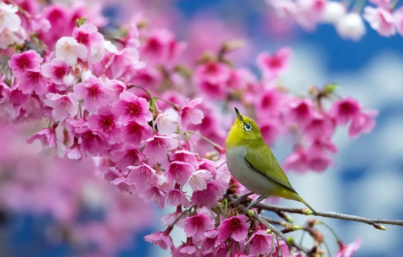 Photo wallpaper flowers, cherry, bird, spring, Sakura, flowering, Japanese white-eye