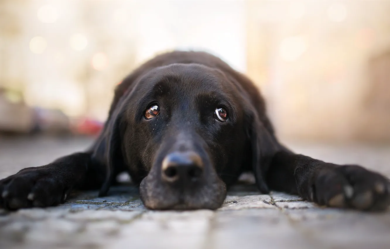 Photo wallpaper look, each, dog