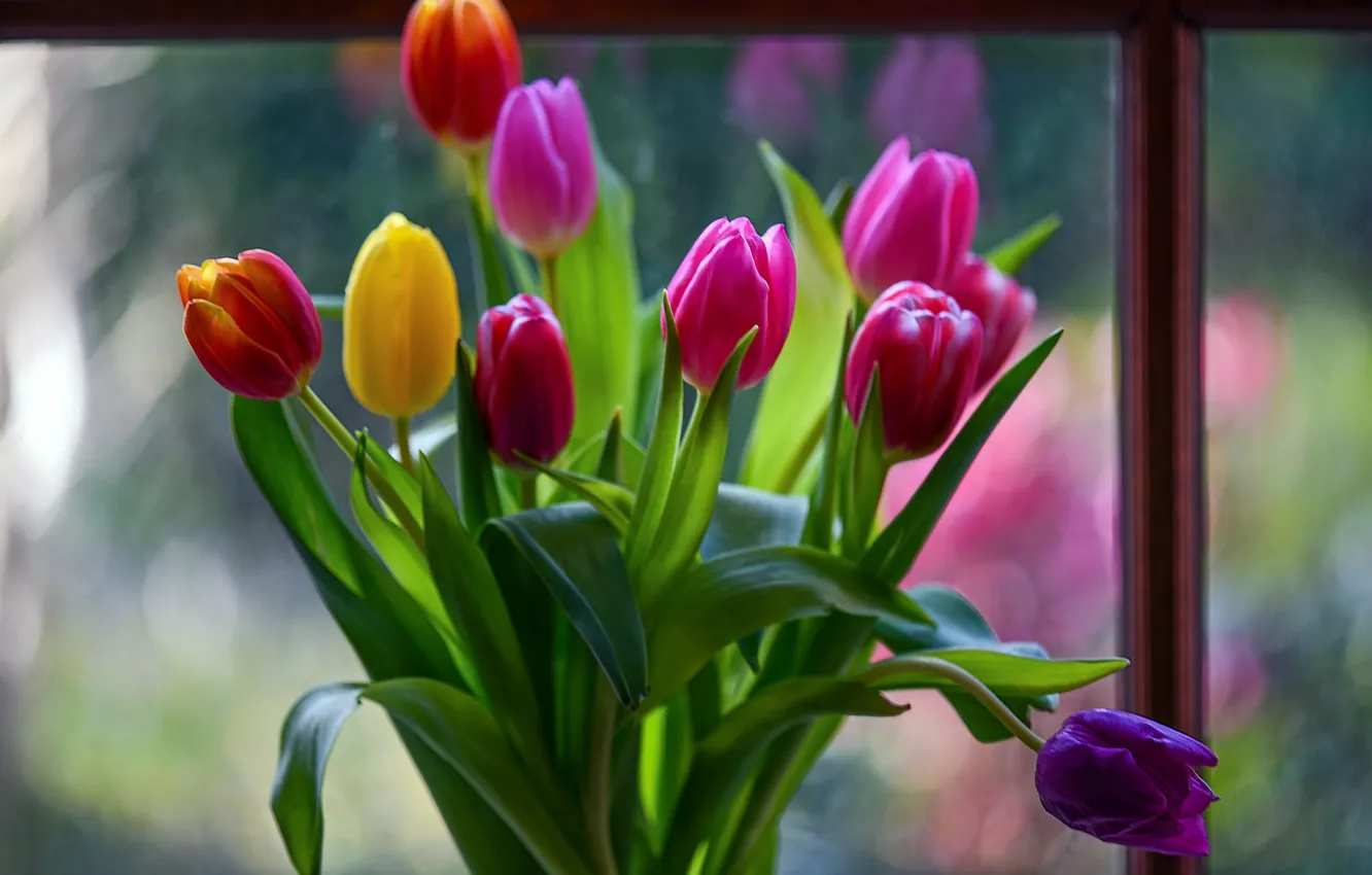 Photo wallpaper purple, flowers, yellow, red, bouquet, blur, window, tulips