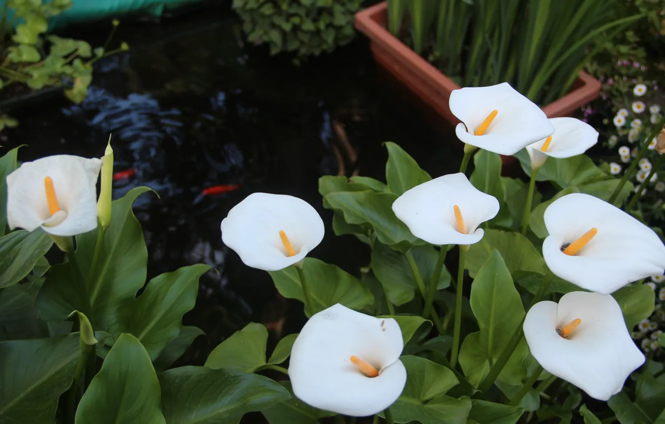 Photo wallpaper flowers, pond, garden, white, Calla lilies