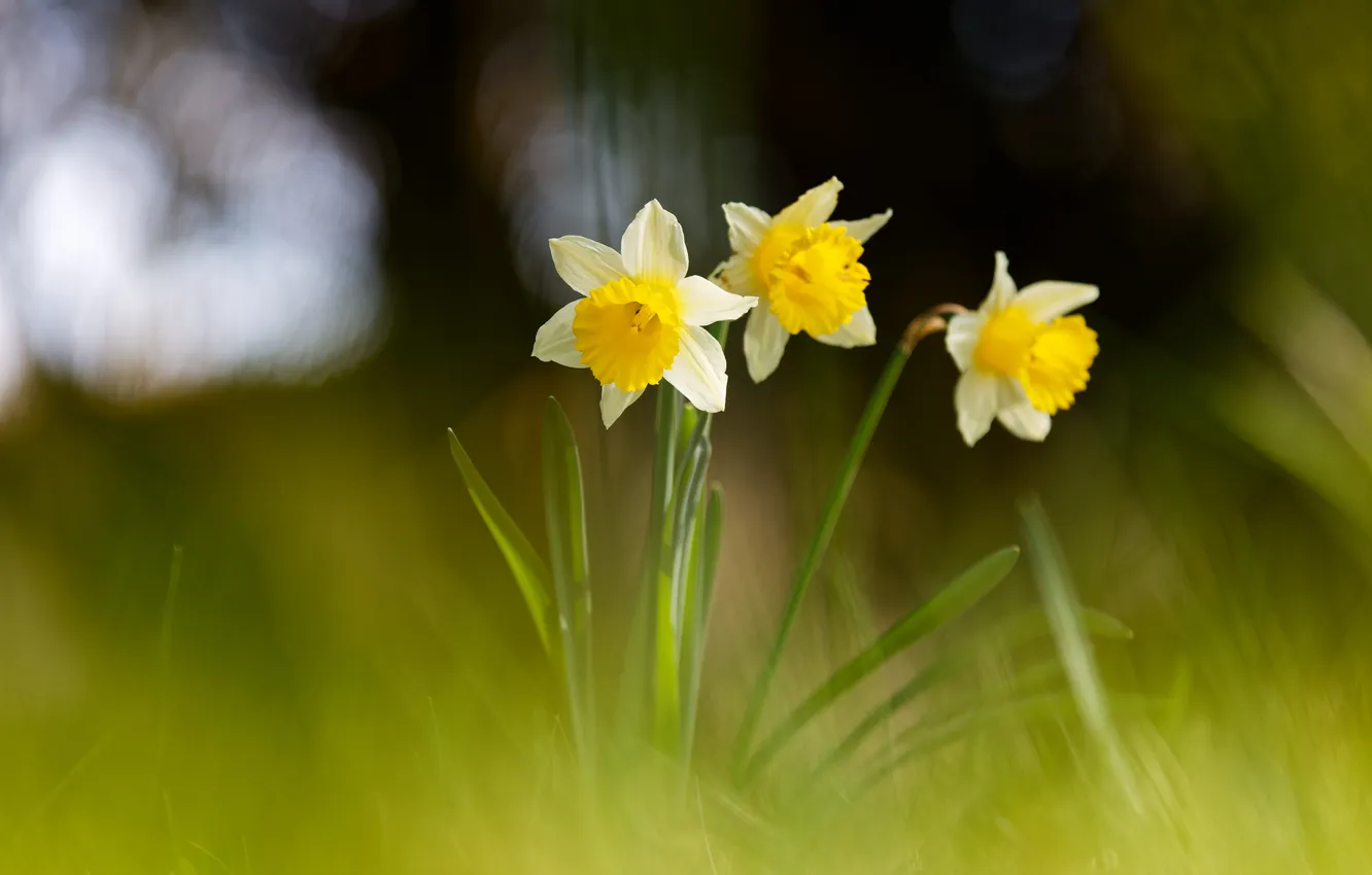 Photo wallpaper flowers, yellow, spring, daffodils