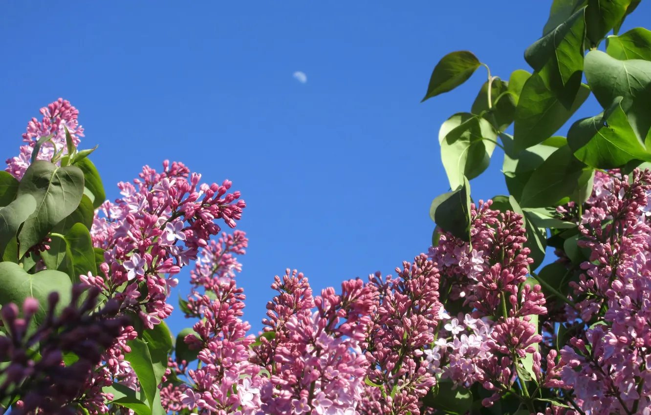 Photo wallpaper the sky, the moon, beauty, morning, lilac, spring 2018, Mamala ©
