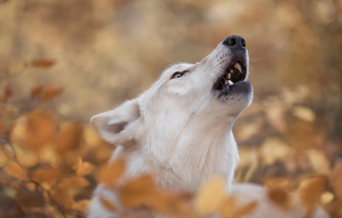 Photo wallpaper autumn, white, face, foliage, wolf, portrait, mouth, howl