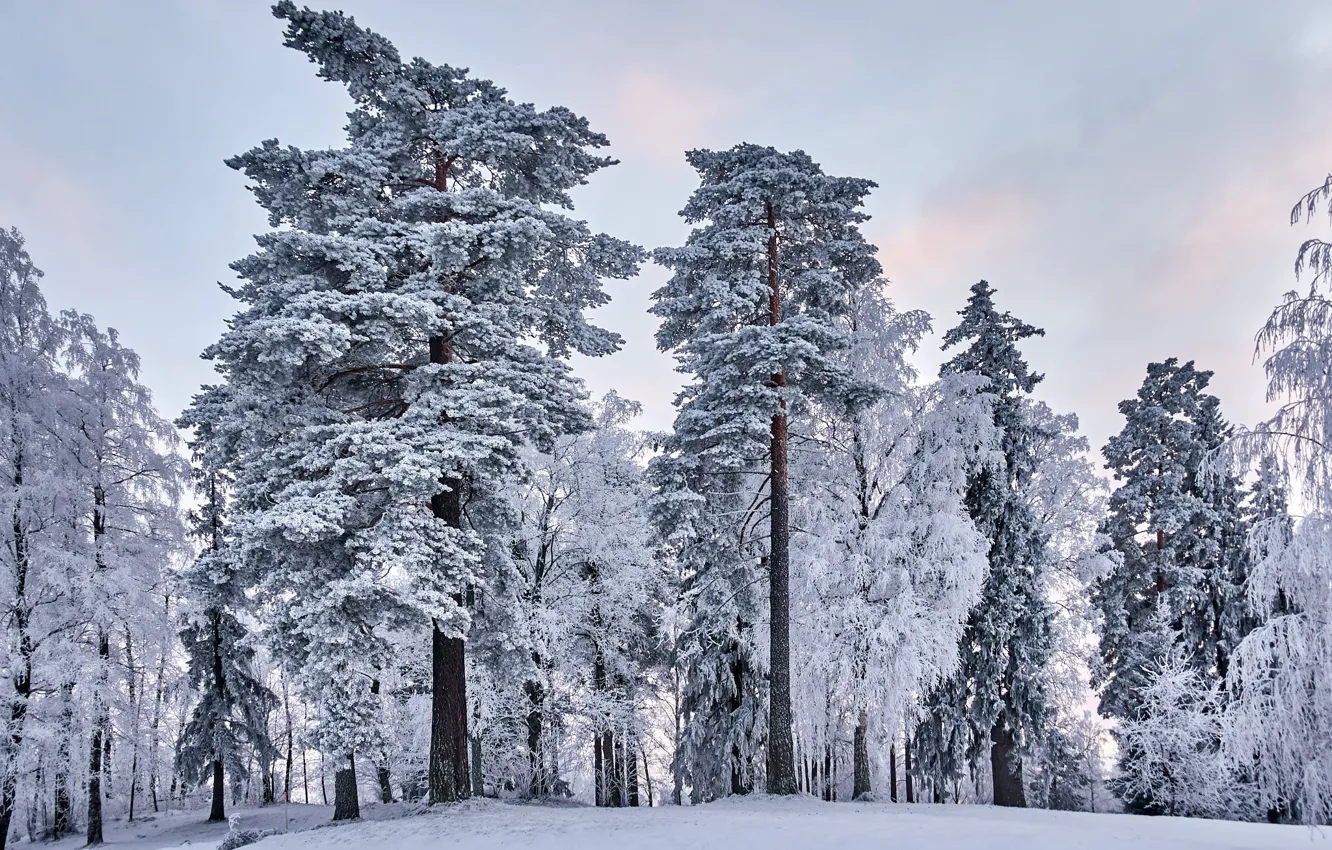 Photo wallpaper winter, frost, forest, the sky, snow, trees, nature, tale