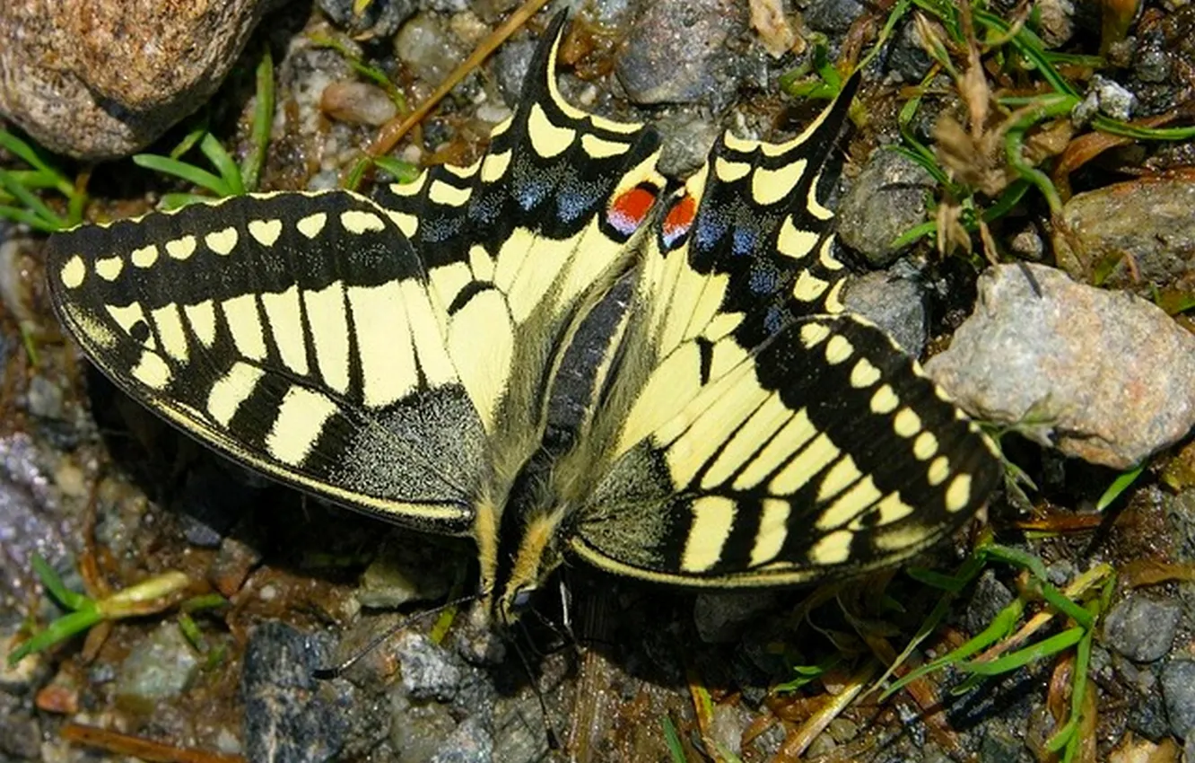 Photo wallpaper butterfly, wings, beautiful, dovetail
