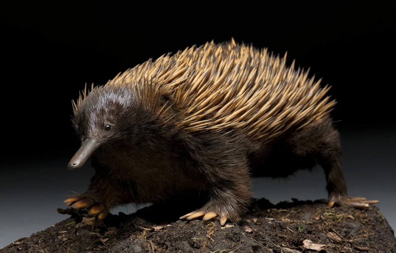 Photo wallpaper needles, animal, mammal, Australian echidna