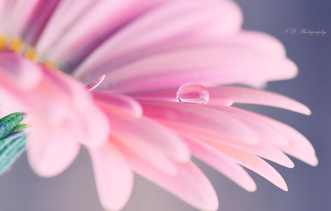 Photo wallpaper drops, flowers, petals, pink