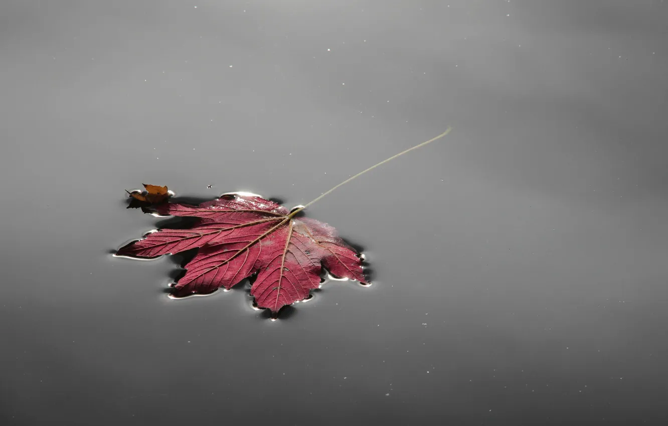 Photo wallpaper autumn, leaves, water