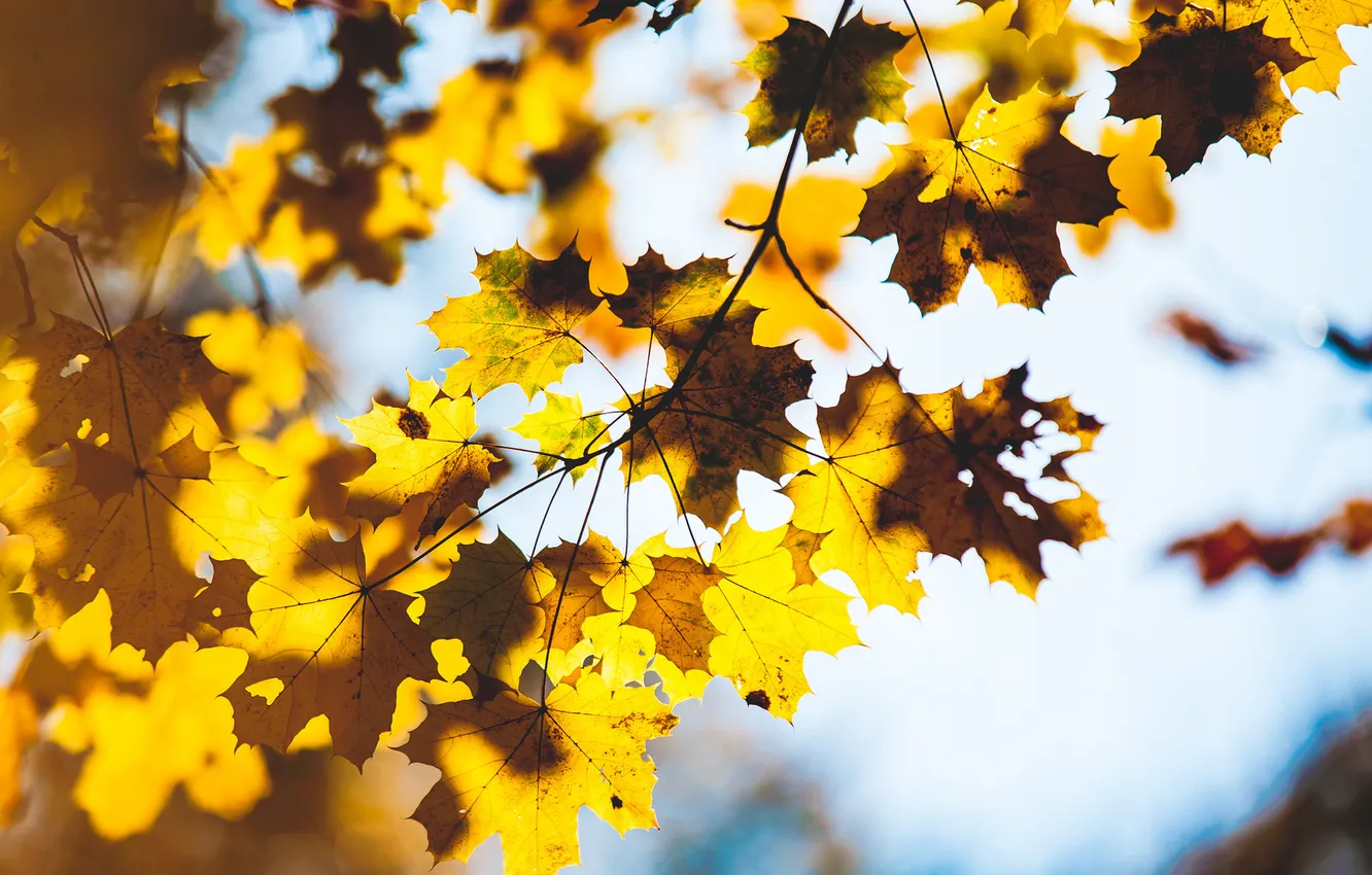 Photo wallpaper autumn, leaves, macro, branches, tree, blur