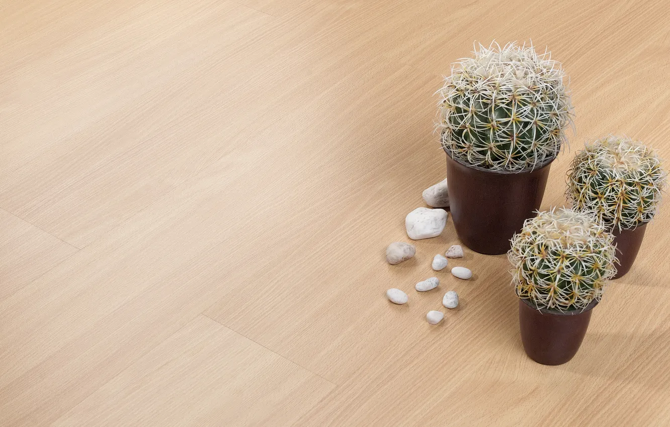 Photo wallpaper cactus, floor, pebbles
