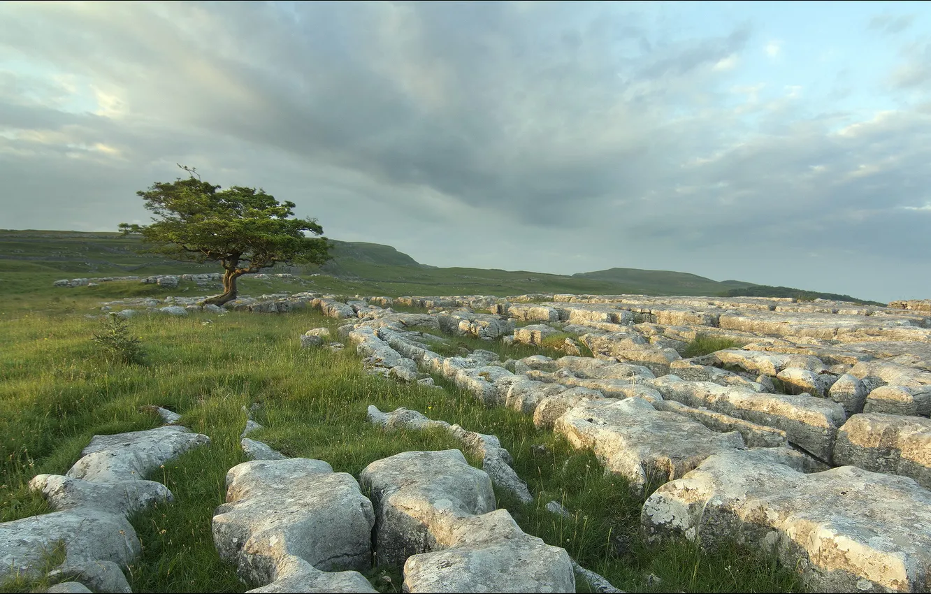 Photo wallpaper field, trees, landscape, stones