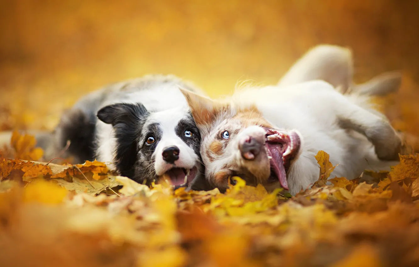 Photo wallpaper autumn, dogs, leaves, nature, two, muzzle, Border collie