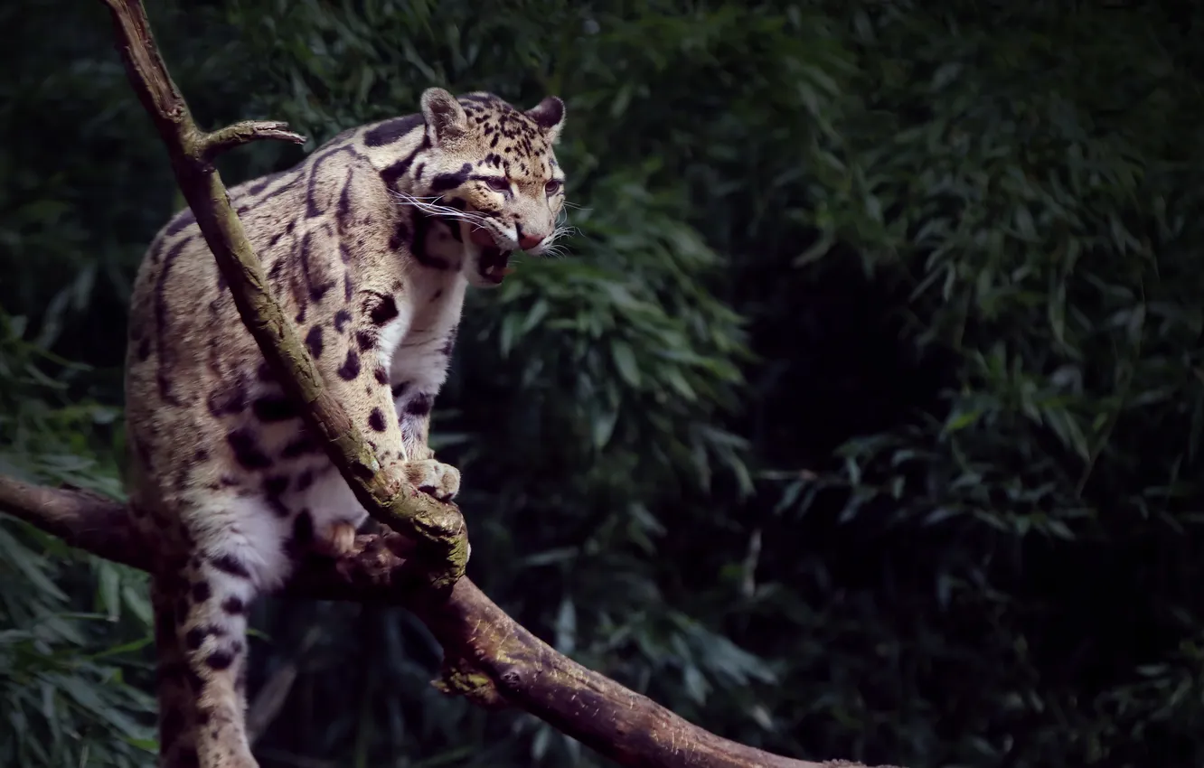 Photo wallpaper leopard, big cat, clouded, Yawning