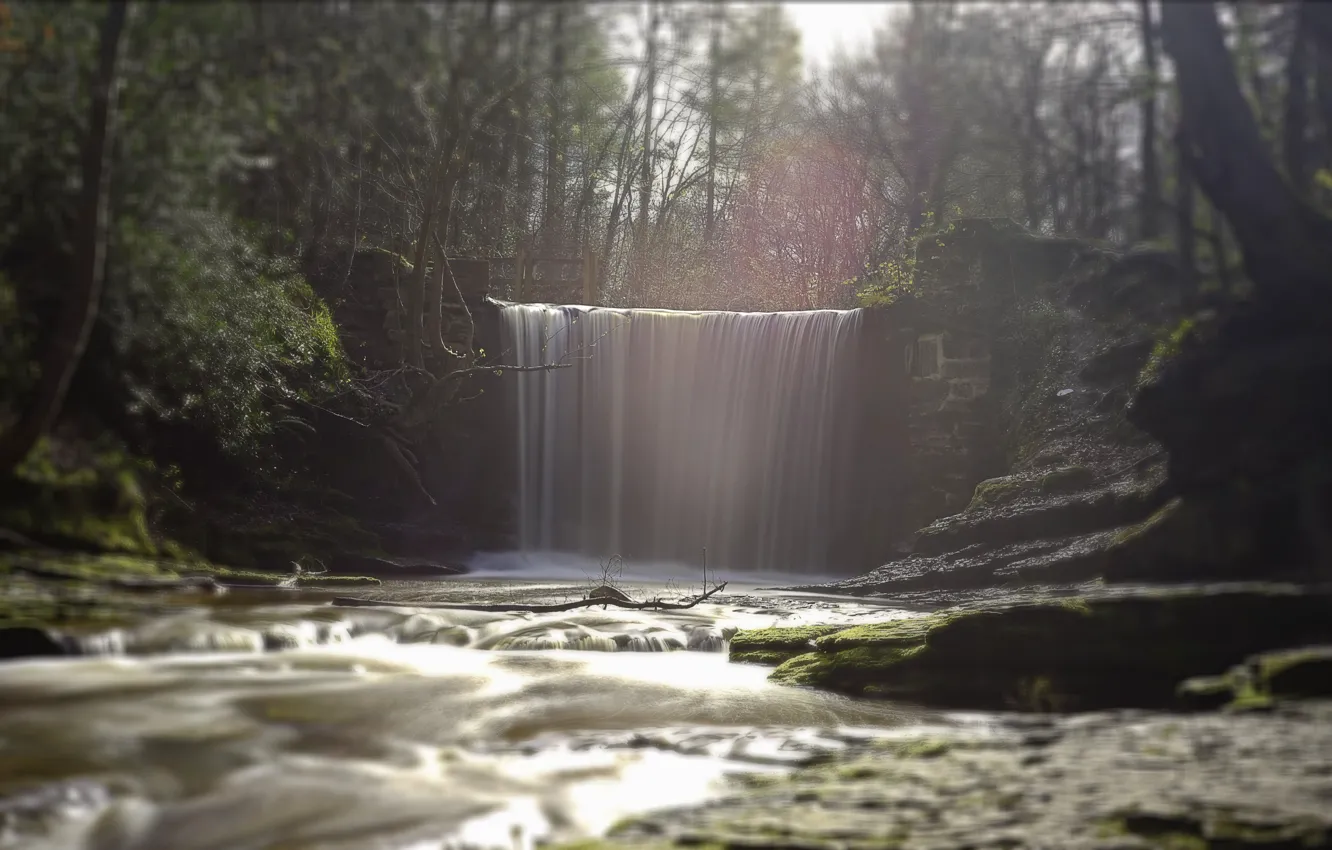 Photo wallpaper forest, river, fall