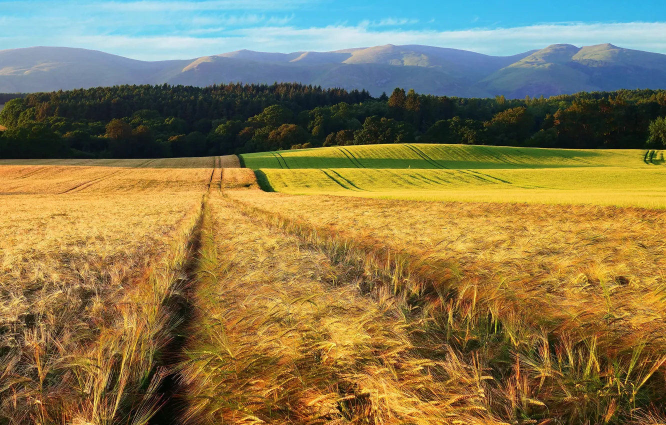 Photo wallpaper field, forest, mountains, rye, ears, rye field