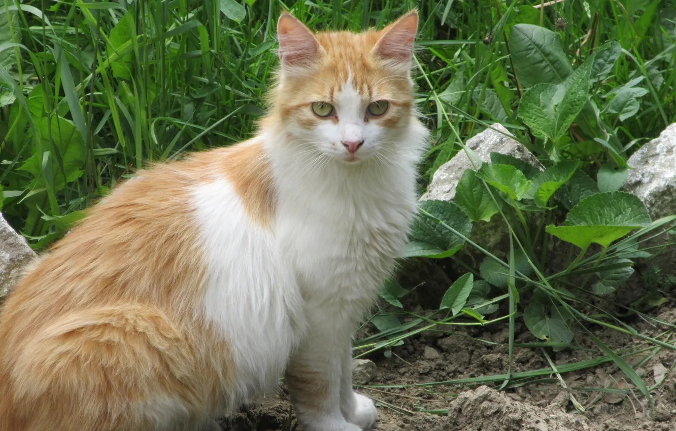 Photo wallpaper cat, look, red, spring 2018, Meduzanol ©