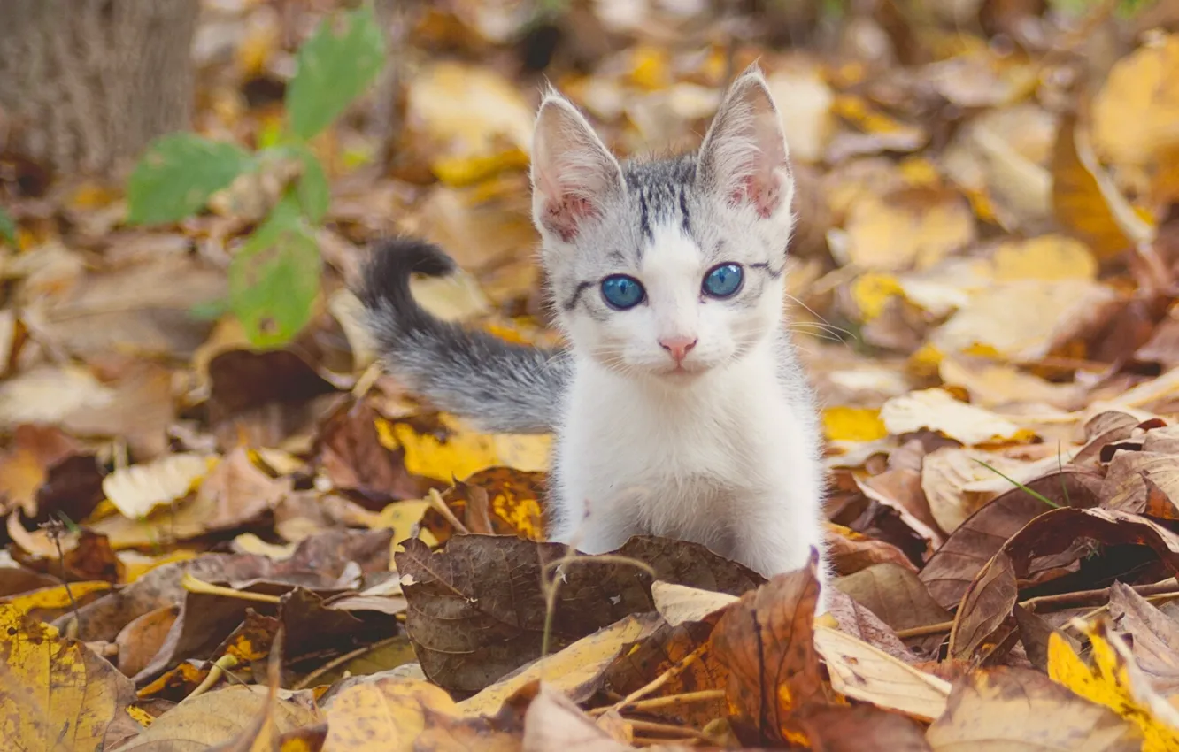 Photo wallpaper autumn, look, leaves, baby, kitty, blue eyes