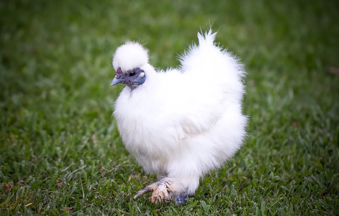 Photo wallpaper white, chicken, fluffy