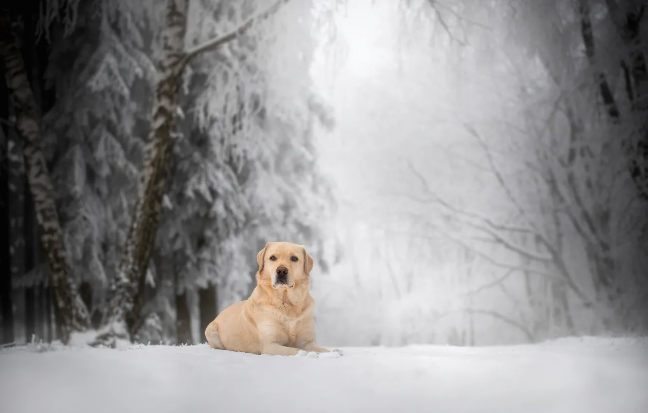 Photo wallpaper winter, forest, snow, dog, Labrador Retriever