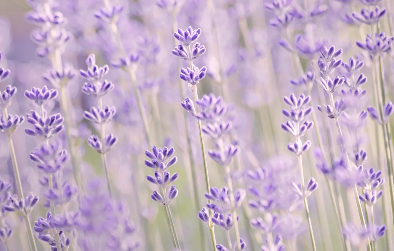 Photo wallpaper macro, flowers, blur, lavender, lilac, Lavender