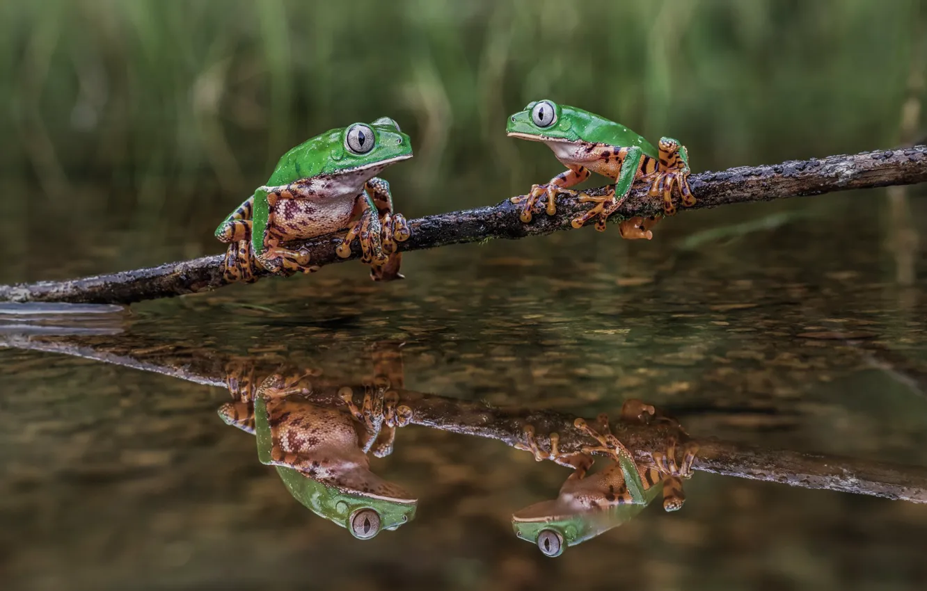 Photo wallpaper water, pond, reflection, background, two, frog, branch, green
