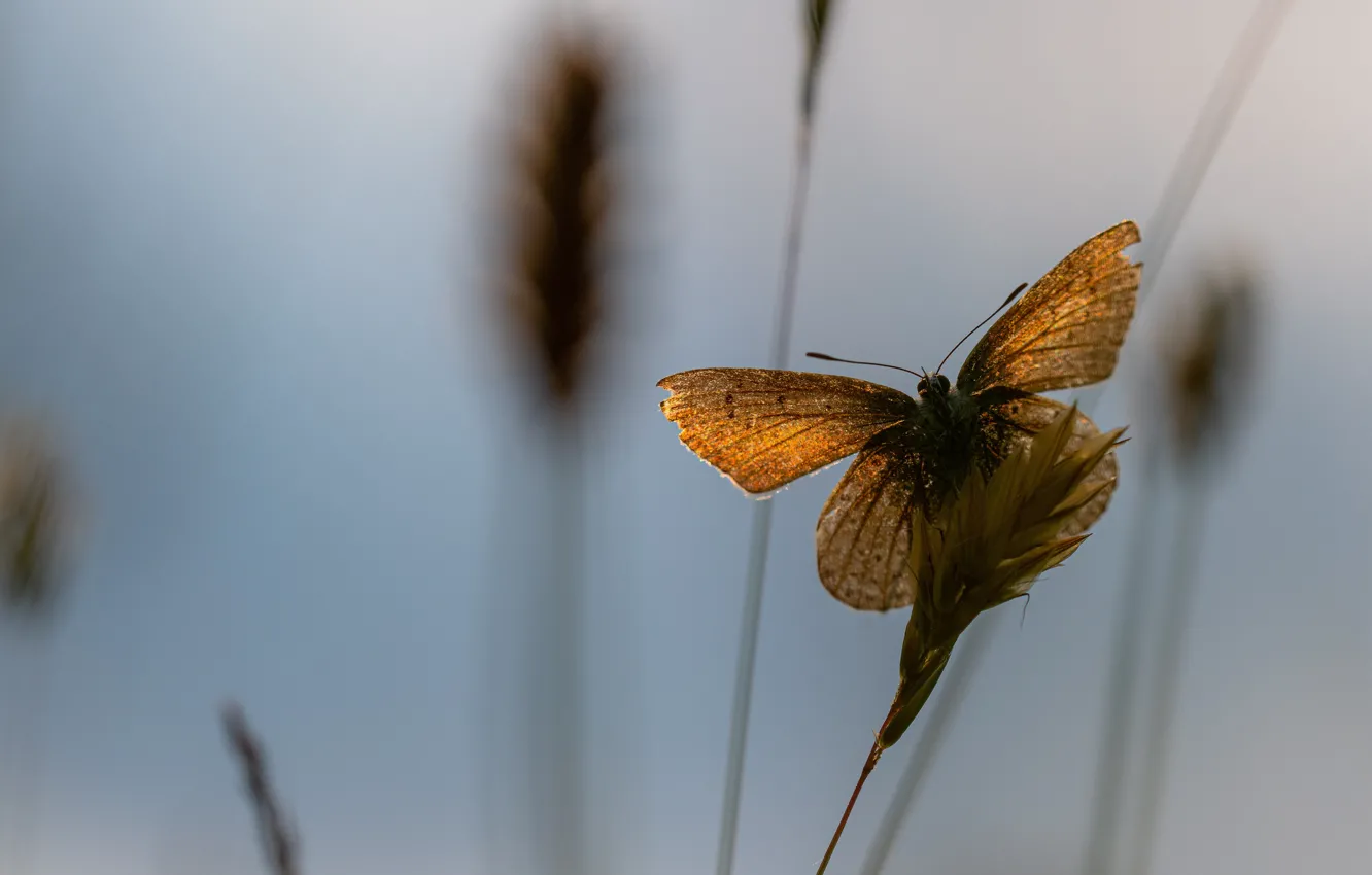 Photo wallpaper macro, light, background, stems, butterfly, orange, spikelets, insect