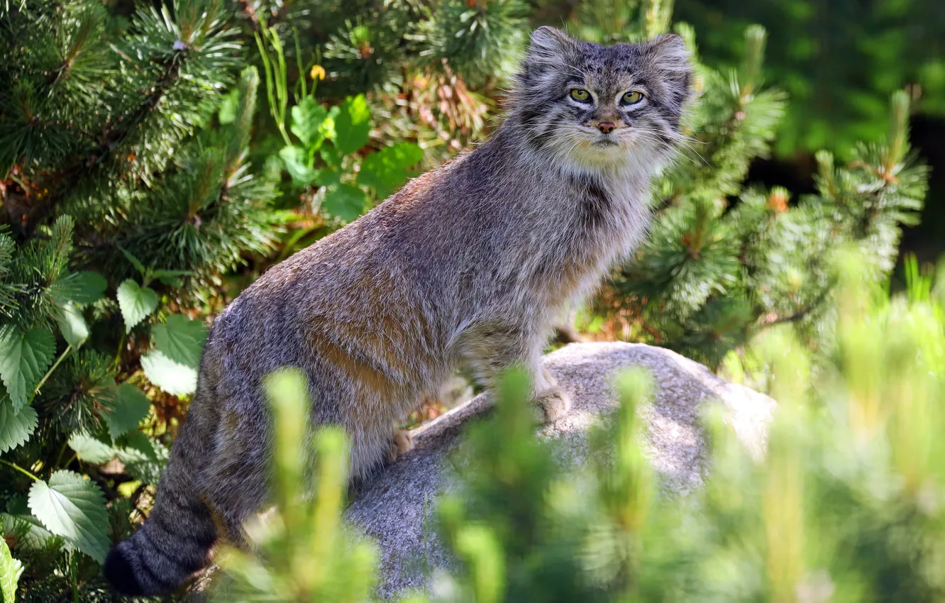 Photo wallpaper look, face, light, branches, pose, stones, needles, stand