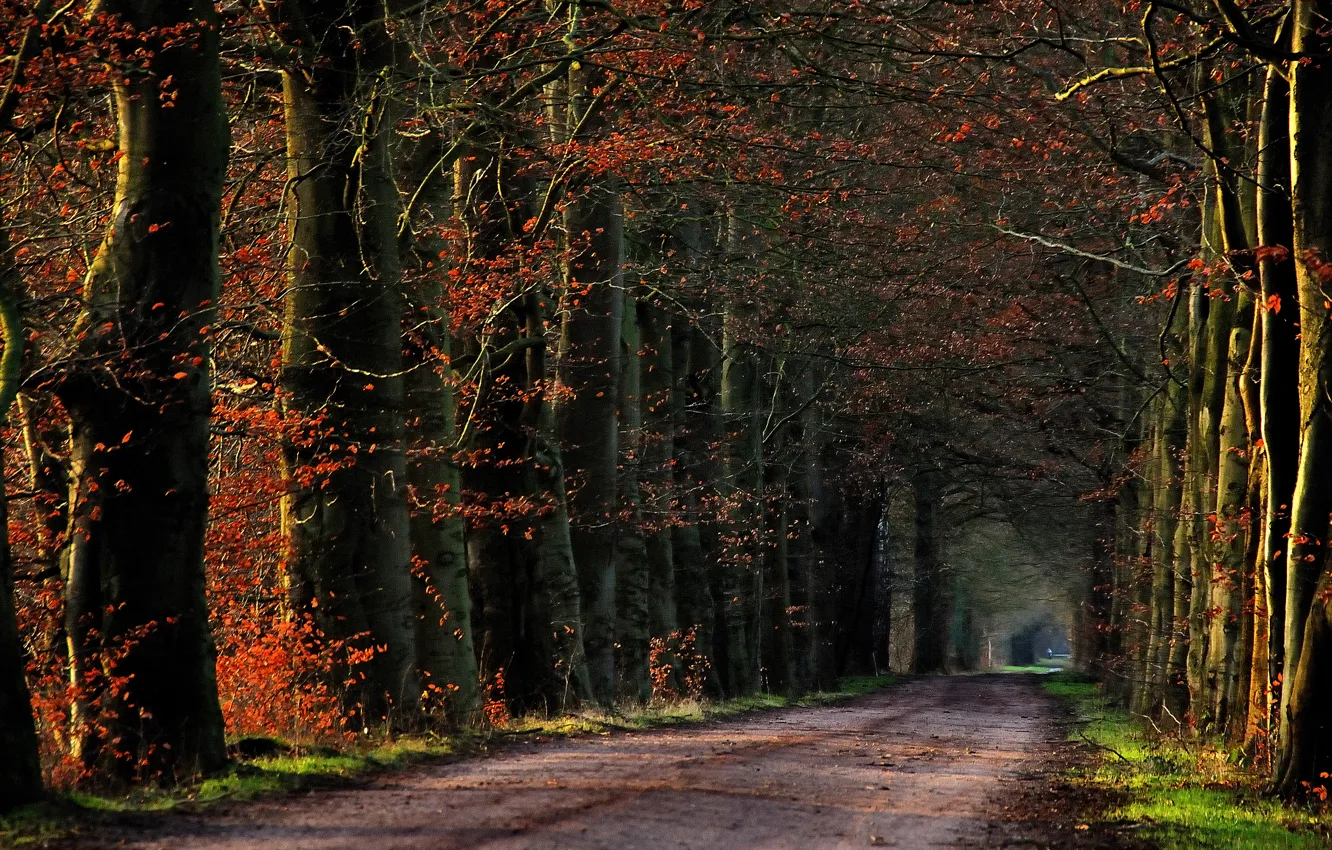 Photo wallpaper road, autumn, trees, track, a number, road, trees, nature