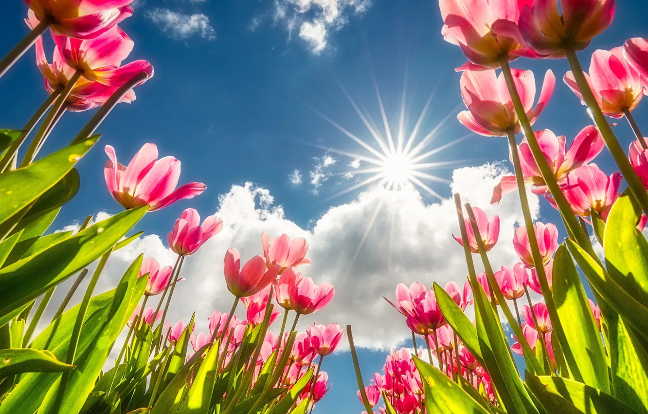 Photo wallpaper the sky, the sun, clouds, rays, tulips