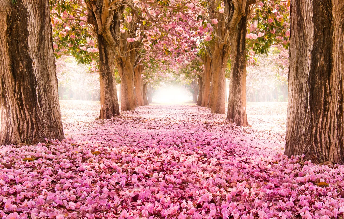 Photo wallpaper road, trees, flowers, nature, Park, Sakura, pink, alley