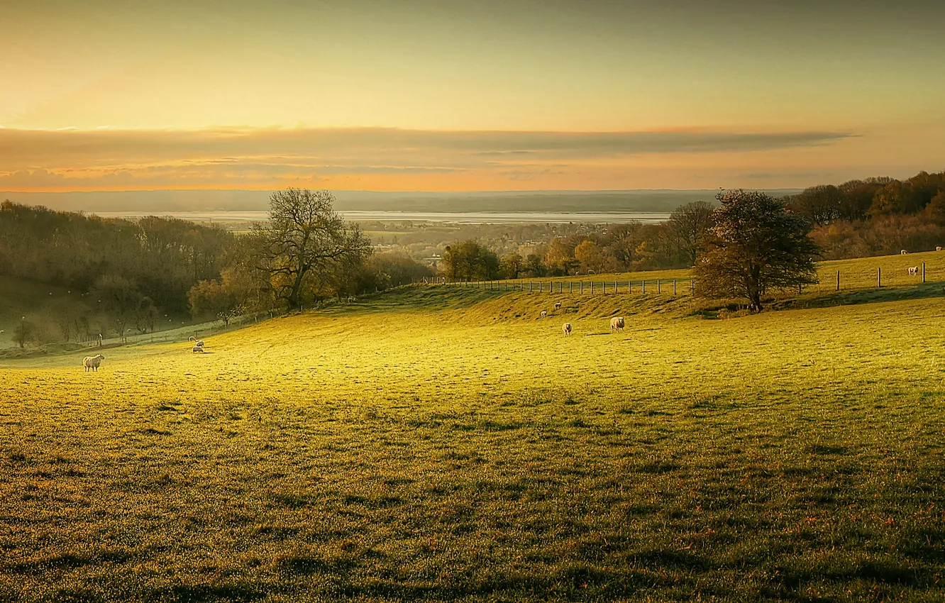 Photo wallpaper dawn, sheep, morning, pasture