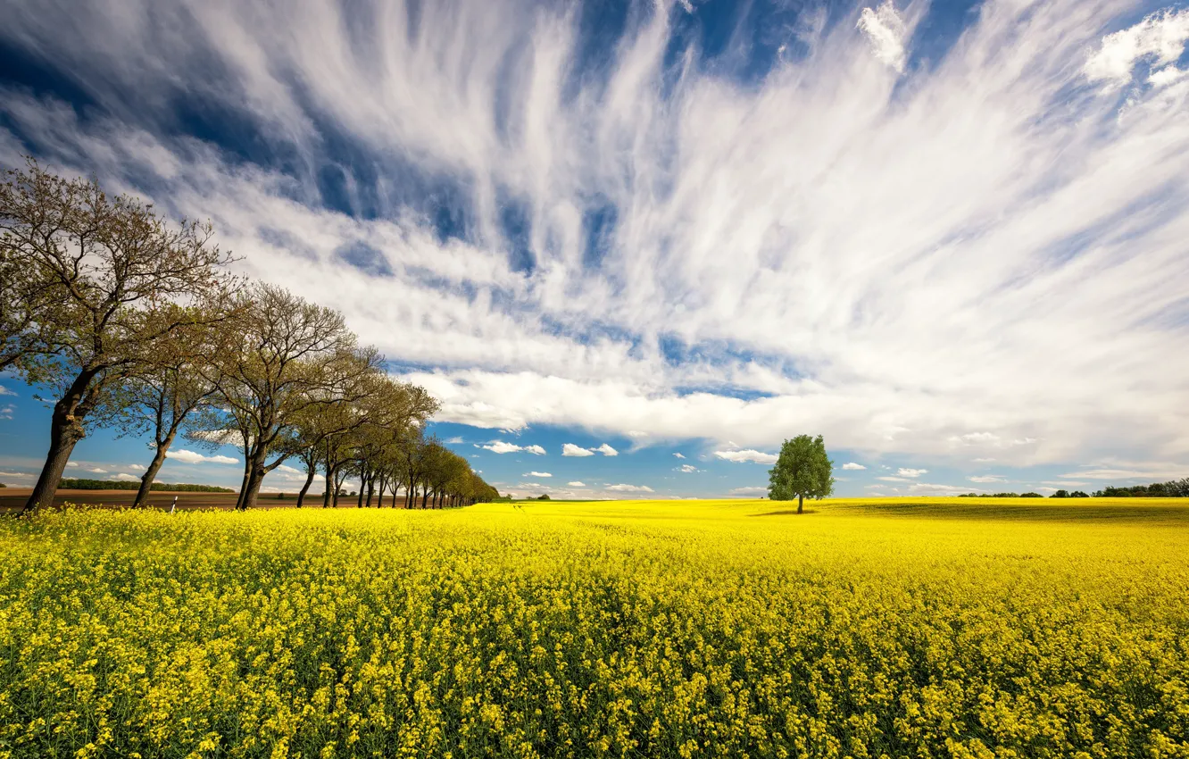 Photo wallpaper field, summer, rape