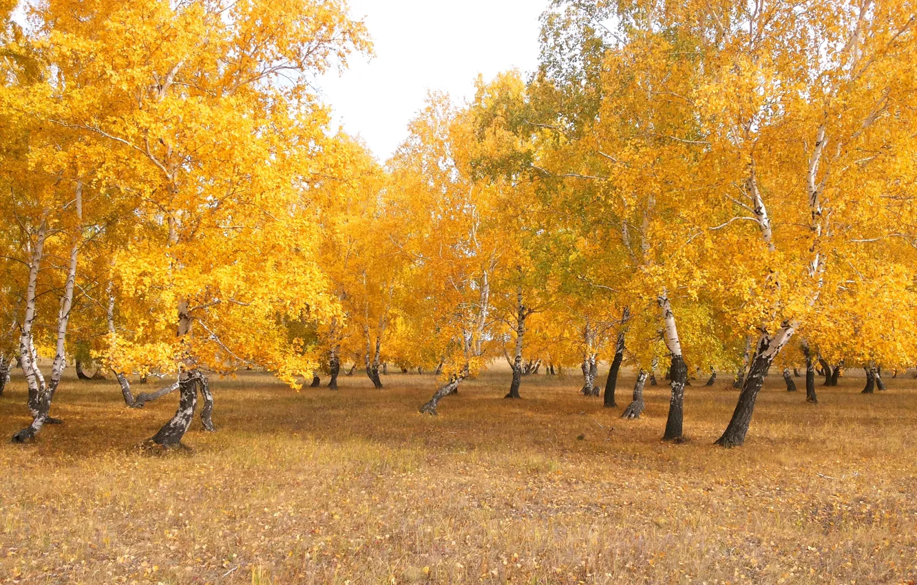 Photo wallpaper forest, landscape, yellow, nature, birch, gold