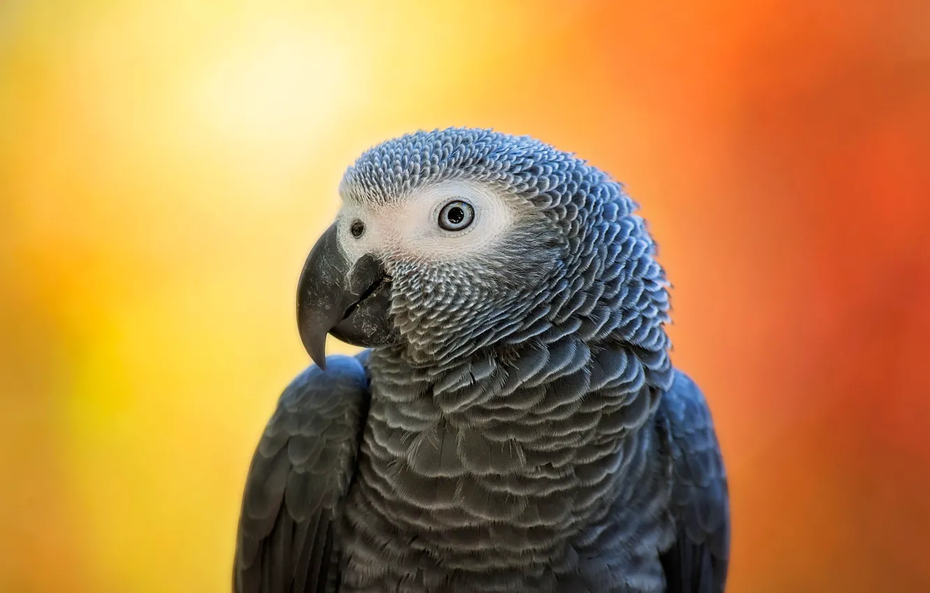 Photo wallpaper look, orange, grey, background, bird, portrait, parrot, Jaco