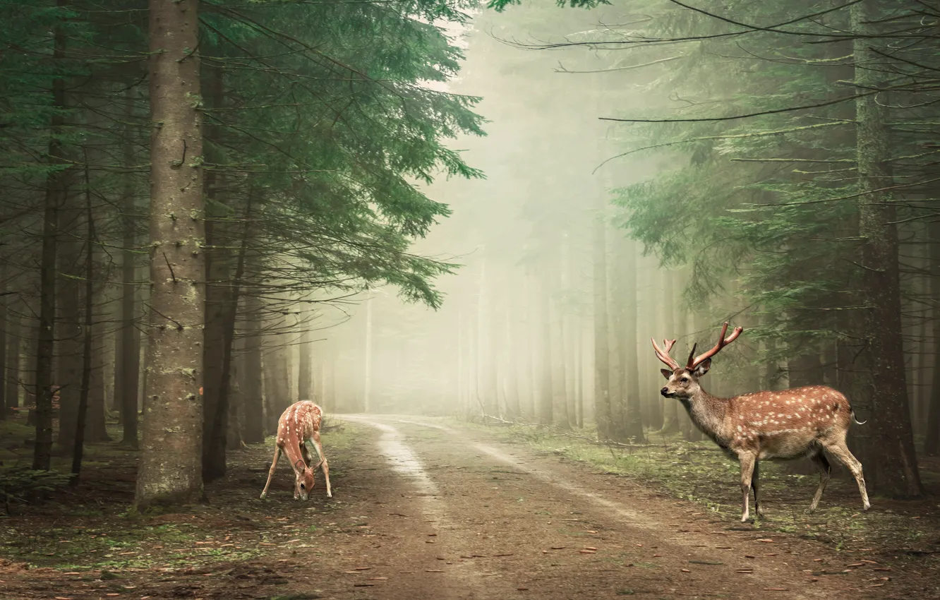 Photo wallpaper road, forest, nature, fog, rendering, deer, pair