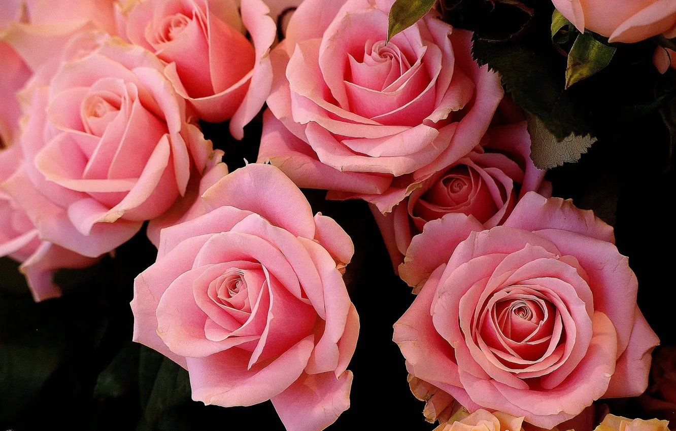 Photo wallpaper pink, buds, rozay