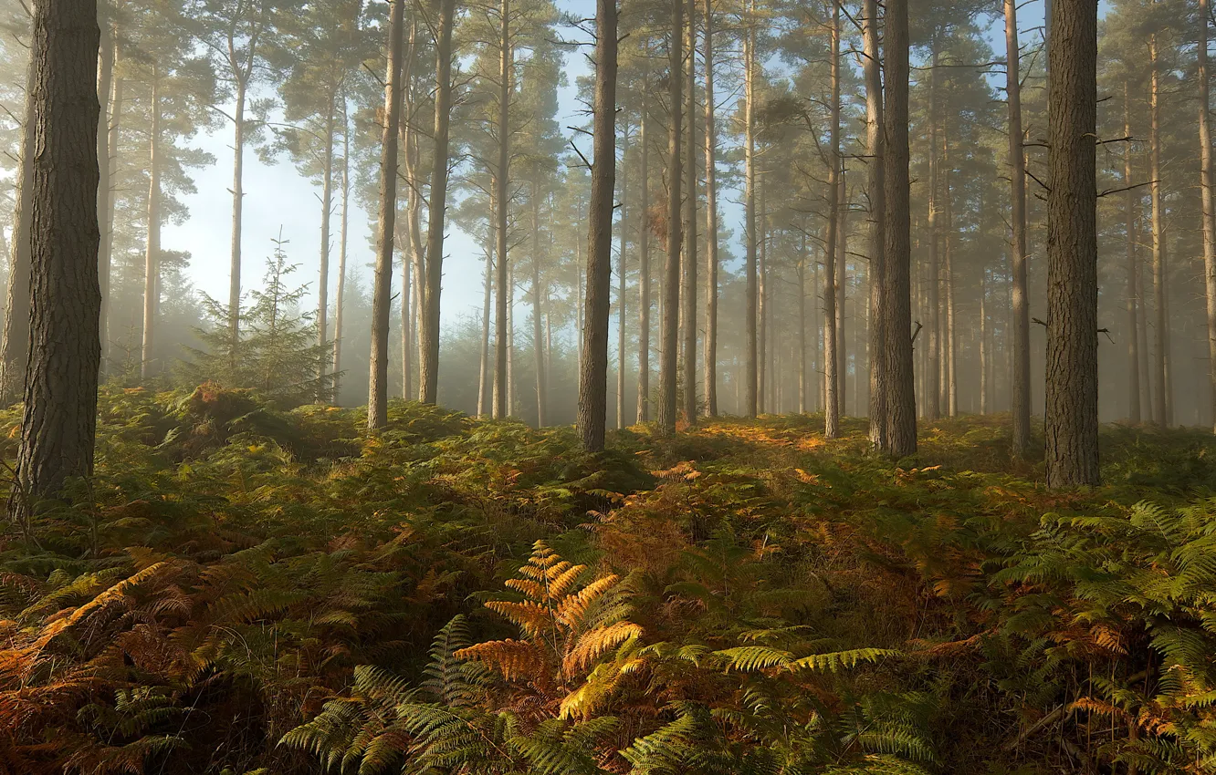 Photo wallpaper forest, trees, landscape, September mist
