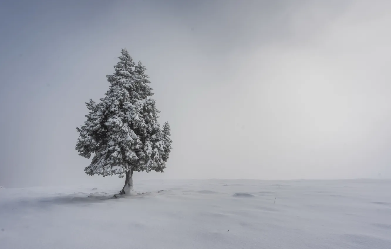 Photo wallpaper snow, fog, tree