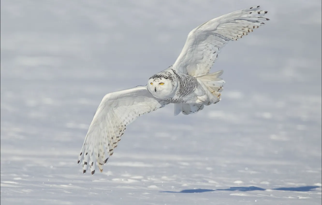 Photo wallpaper winter, snow, wings, flight, snowy owl, white owl, snowy owl