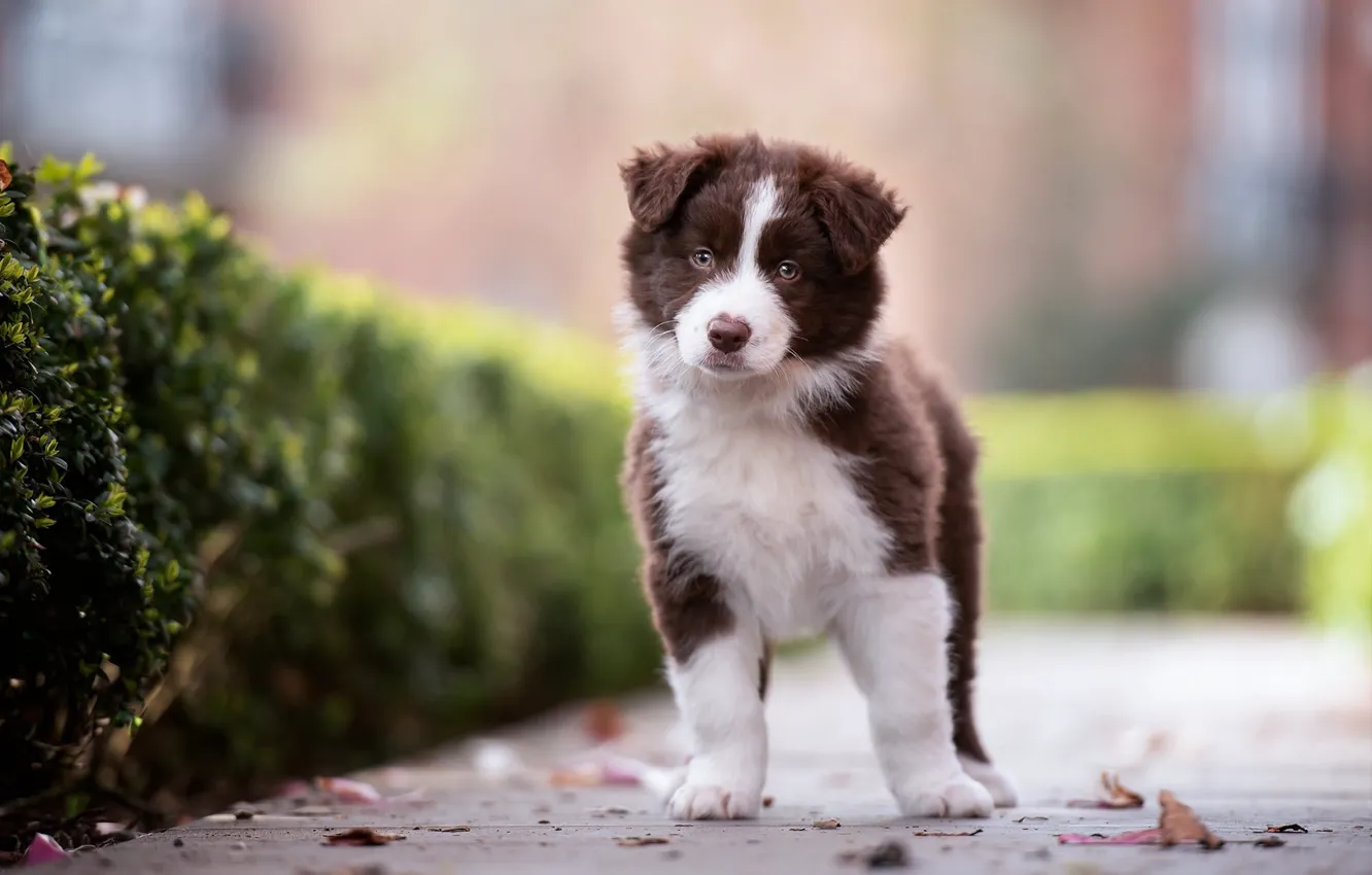 Photo wallpaper nature, dog, puppy, the bushes, the border collie
